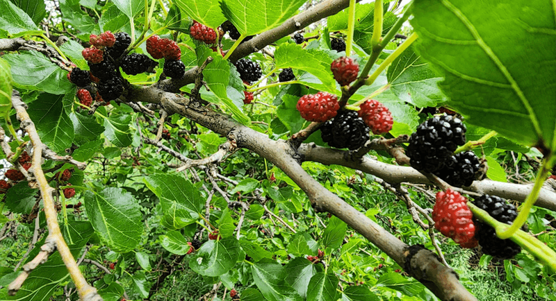 Mulberry Trees: Prolific Producers for Hungry Deer