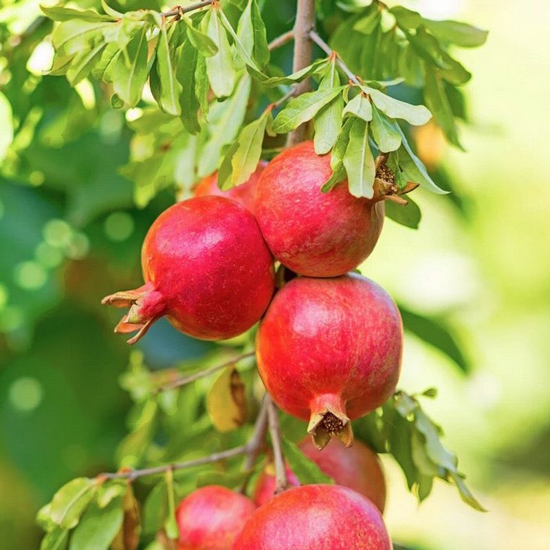 Pomegranate