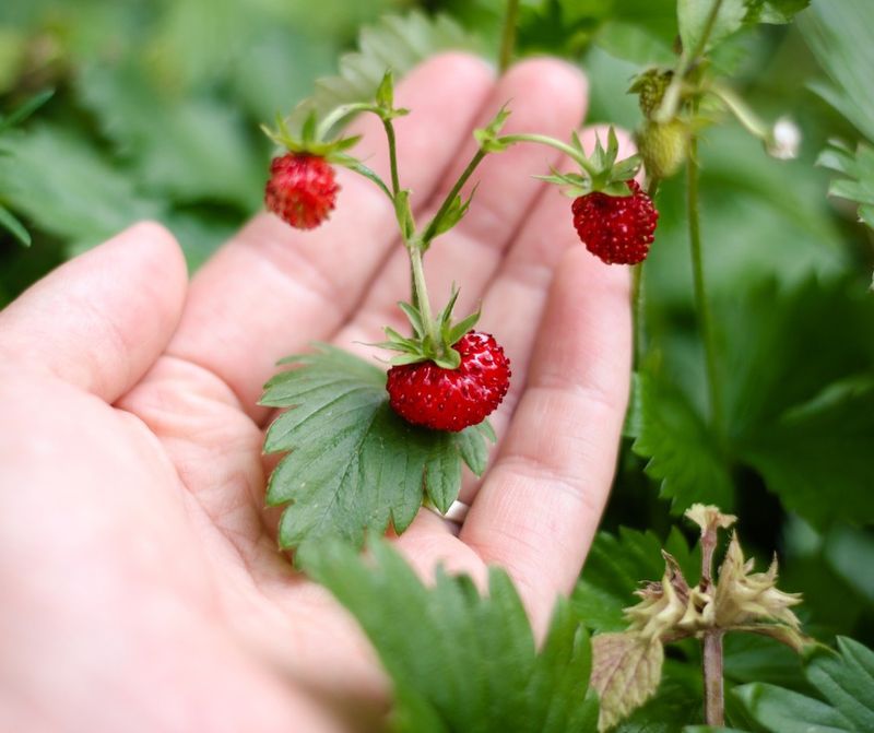 Alpine Strawberries
