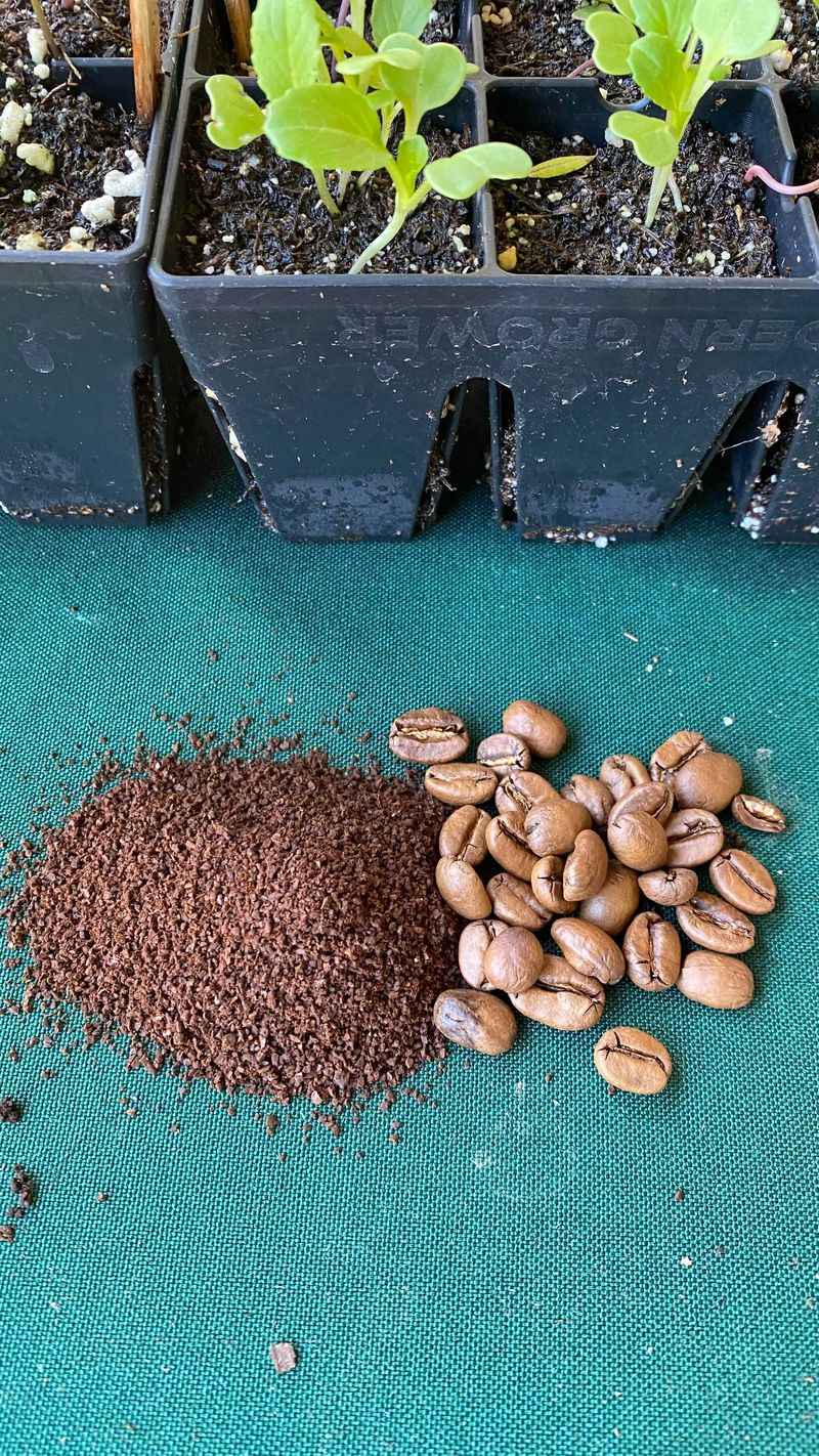 Coffee Grounds (Fresh)