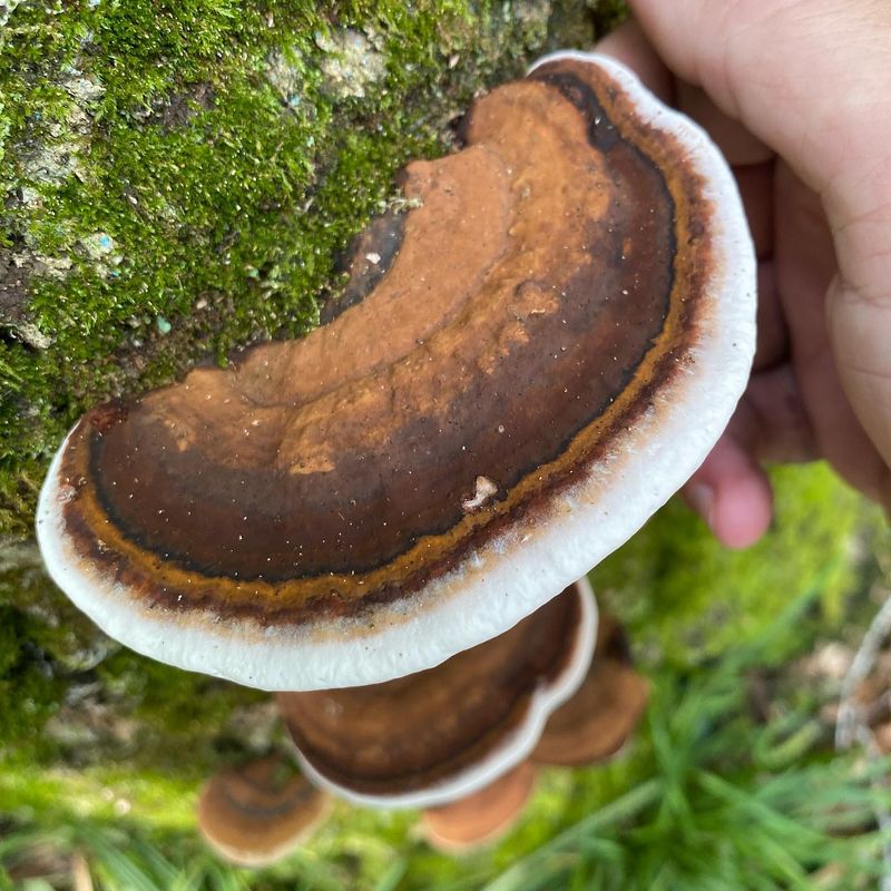 Artist's Conk (Ganoderma applanatum)