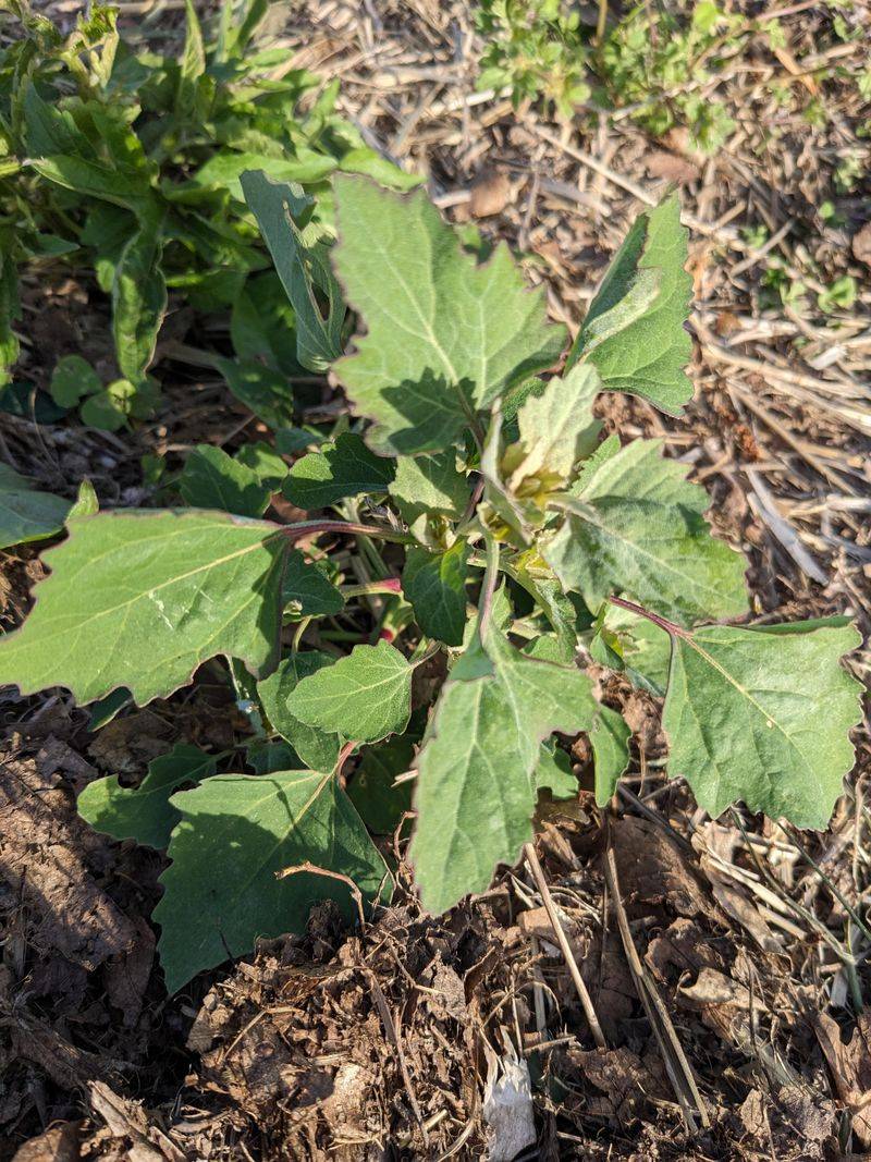 Lamb's Quarters: Wild Spinach Substitute