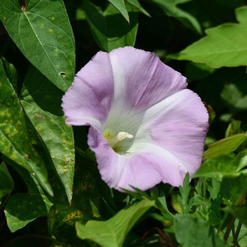 Bindweed (Convolvulus arvensis)