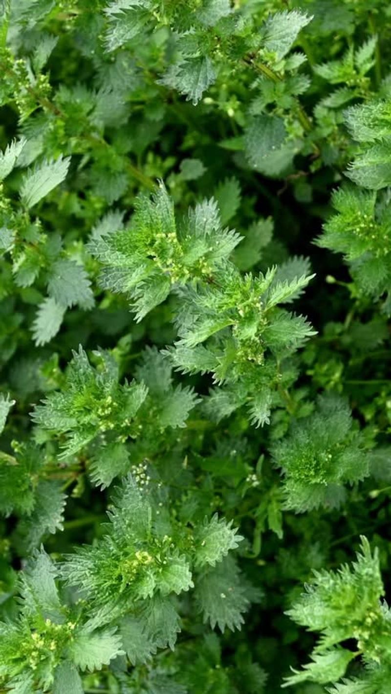 Stinging Nettle