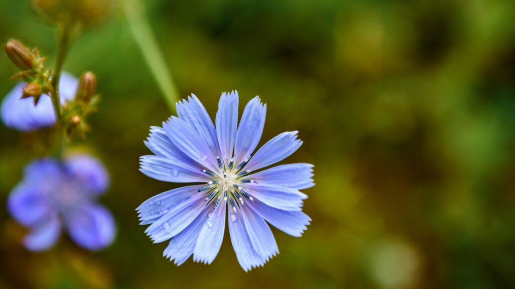 chicory flower
