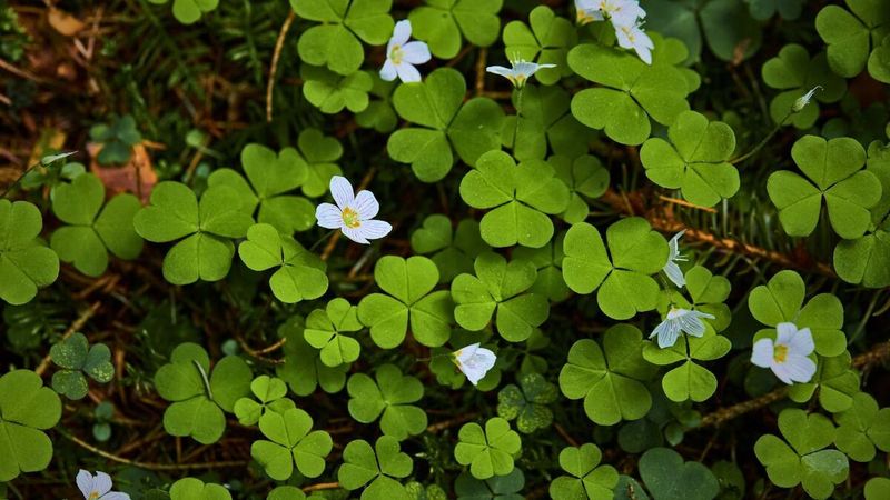 Wood Sorrel