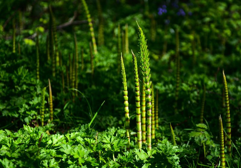 Horsetail Fern Signals Wet, Mineral-Poor Soil