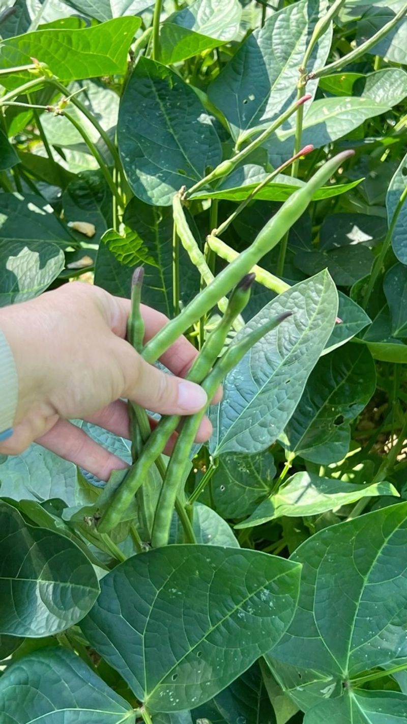 Cowpeas