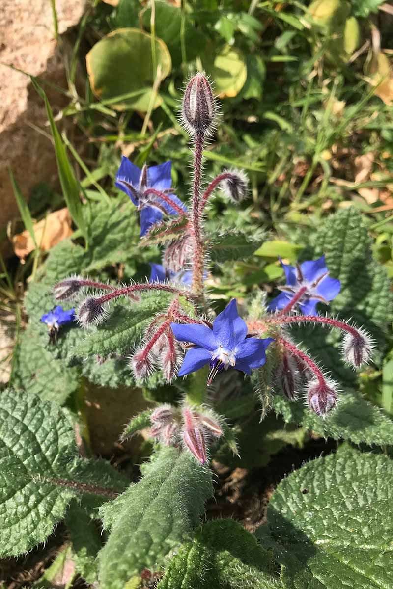 Drought-Resistant Beauty