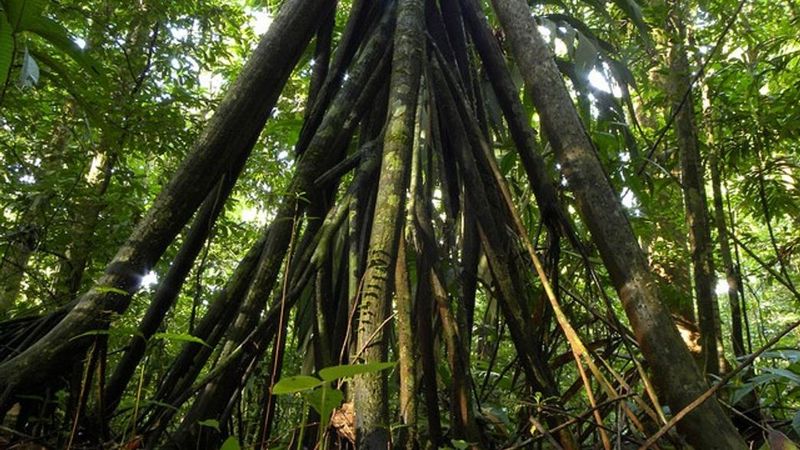 Thailand's Walking Palm