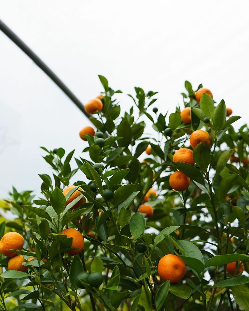 Calamondin
