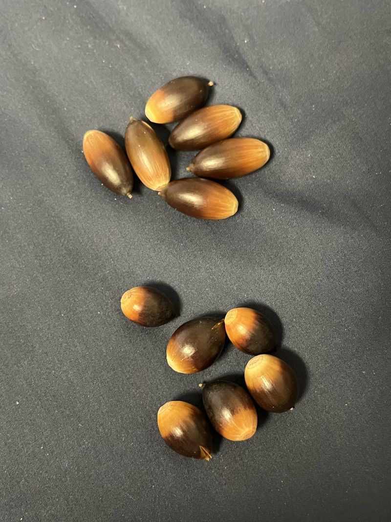 Acorns