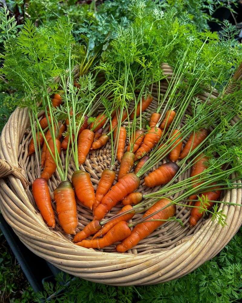 Dwarf Carrots