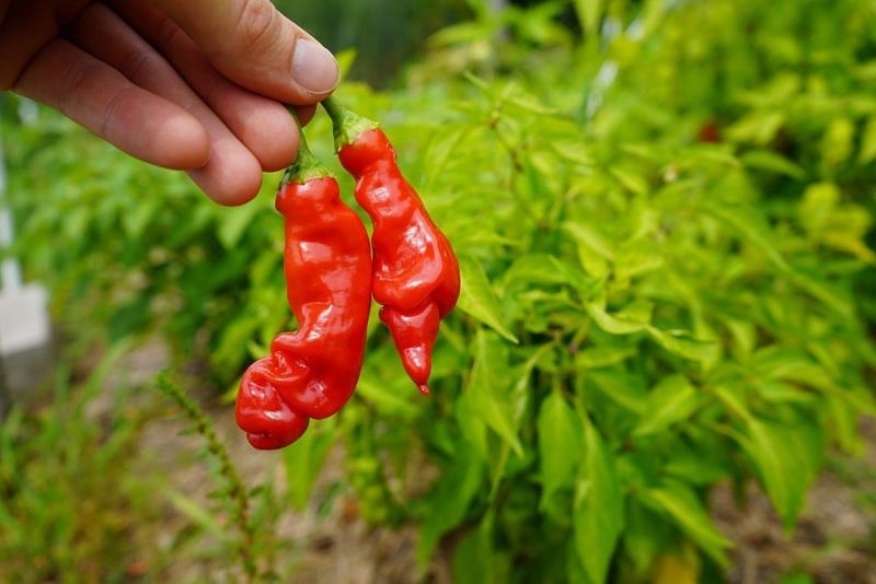 Peter Pepper - Novelty Without Reward