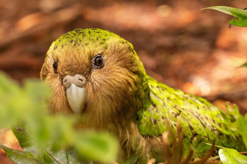 New Zealand's Kakapo: The Flightless Party Parrot