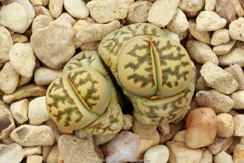 South Africa's Living Stones