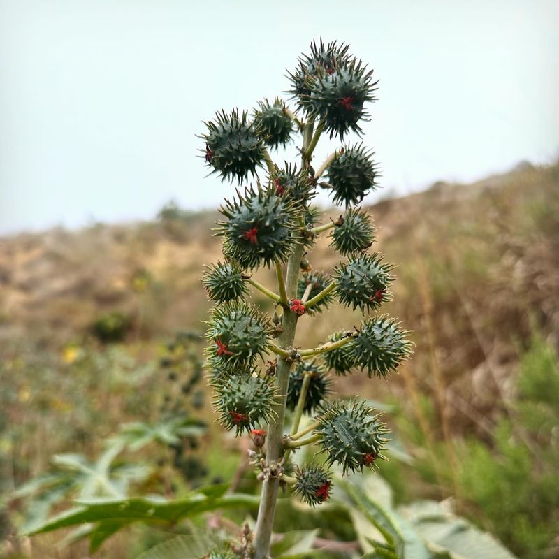 The Castor Bean's Hidden Poison