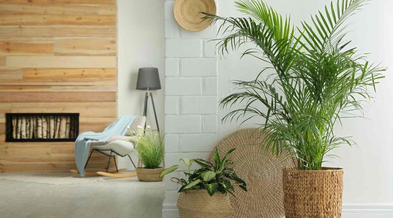 Parlor Palm (Chamaedorea elegans)