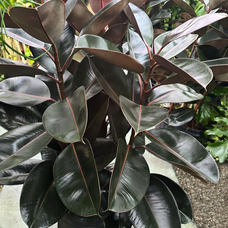 Rubber Plant
