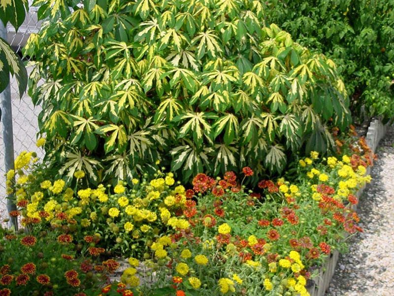 Variegated Tapioca (Manihot esculenta 'Variegata')