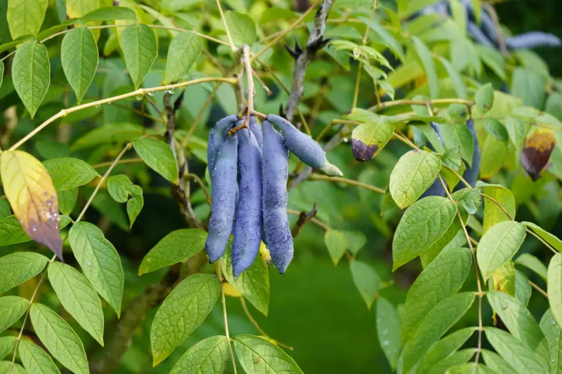 Blue Sausage Fruit (Decaisnea fargesii)