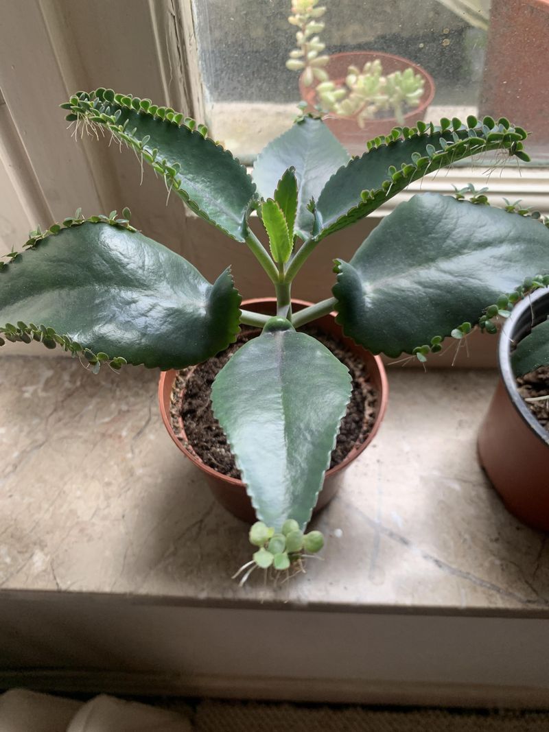 Mother Of Thousands