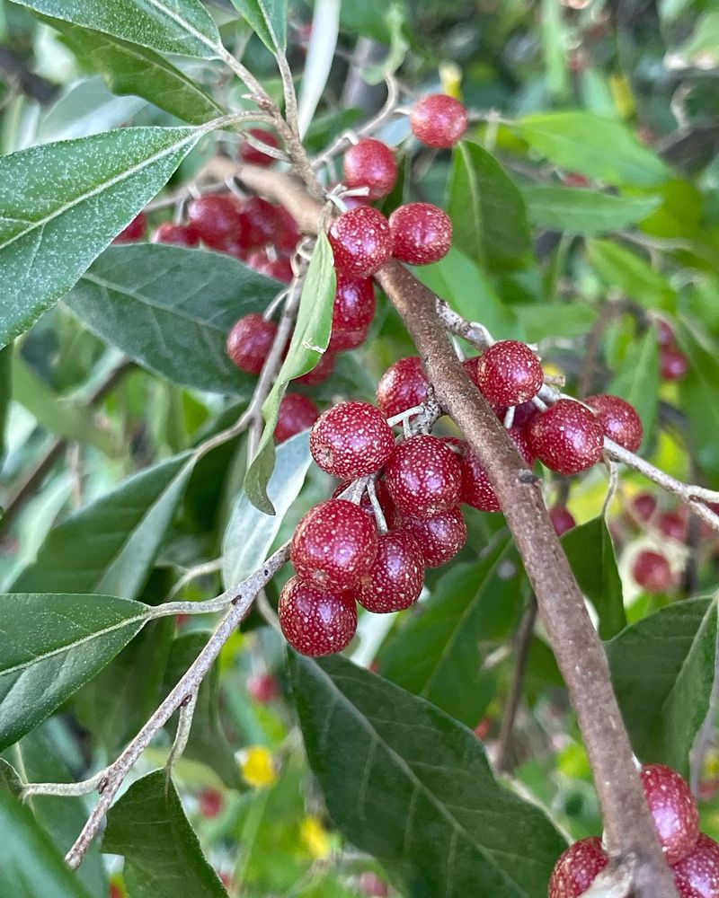 Autumn Olive: The Deceptive Beauty