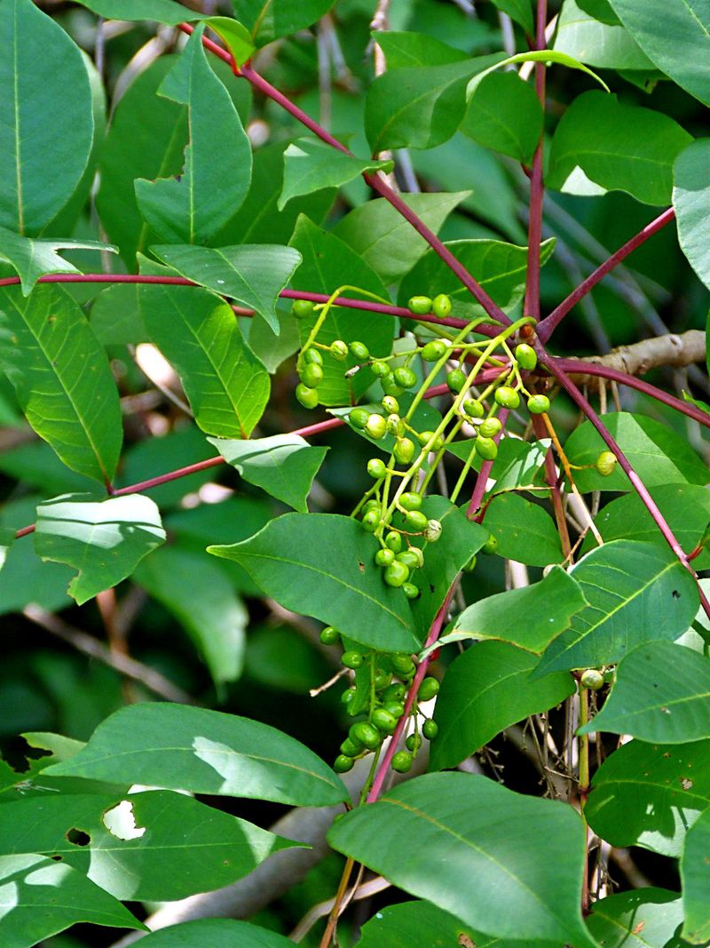 Poison Sumac's Rash-Inducing Oils