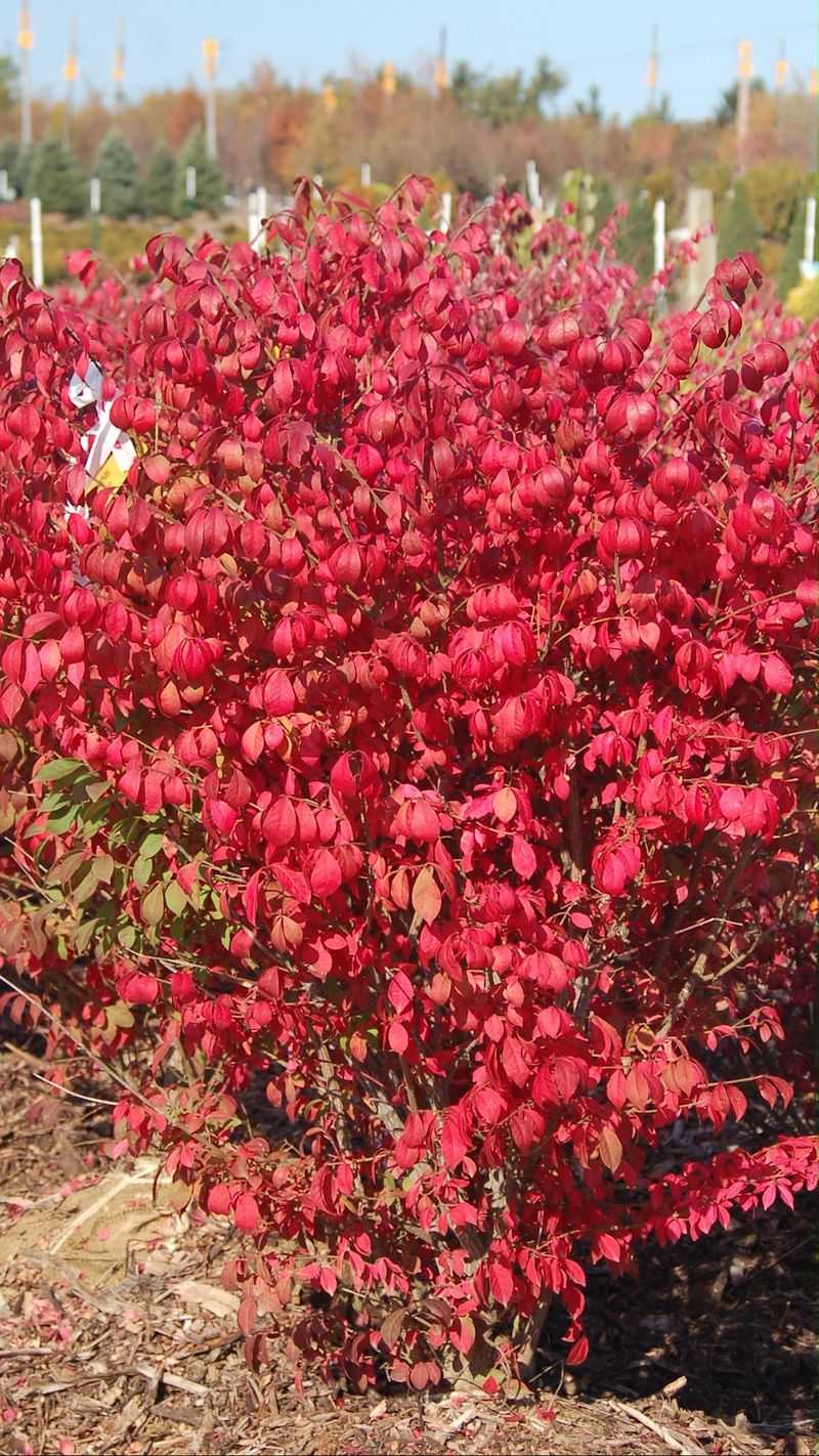Burning Bush: The Forest Invader