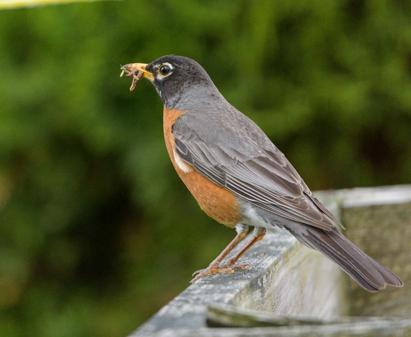 American Robin: The Worm Hunter