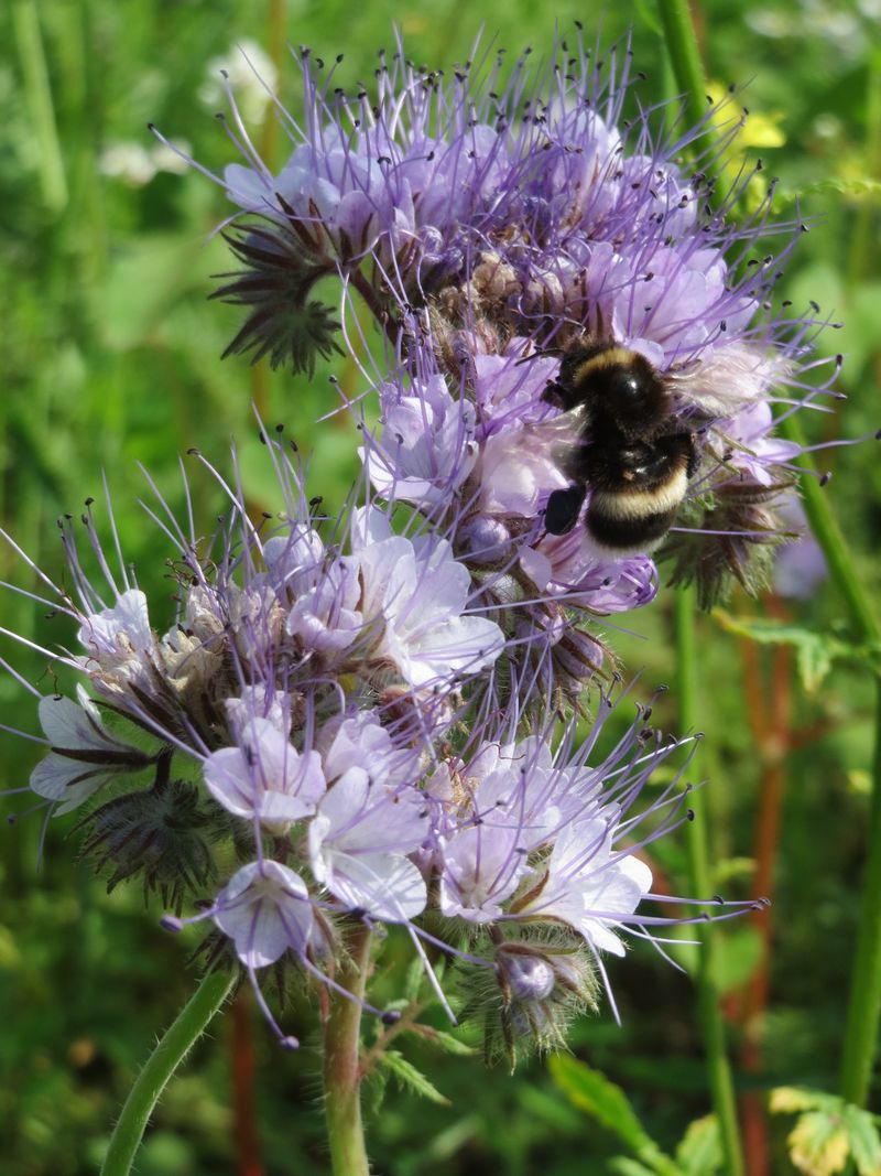 Phacelia's Pollinator Paradise
