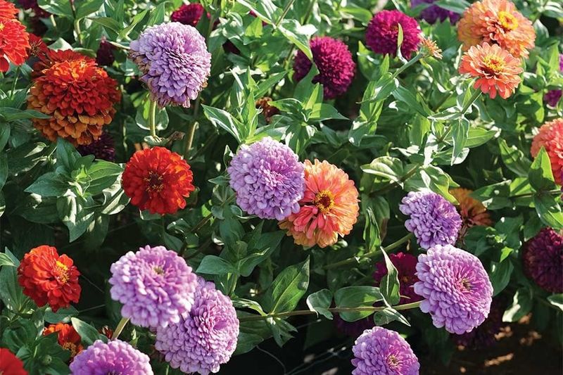 Zinnias