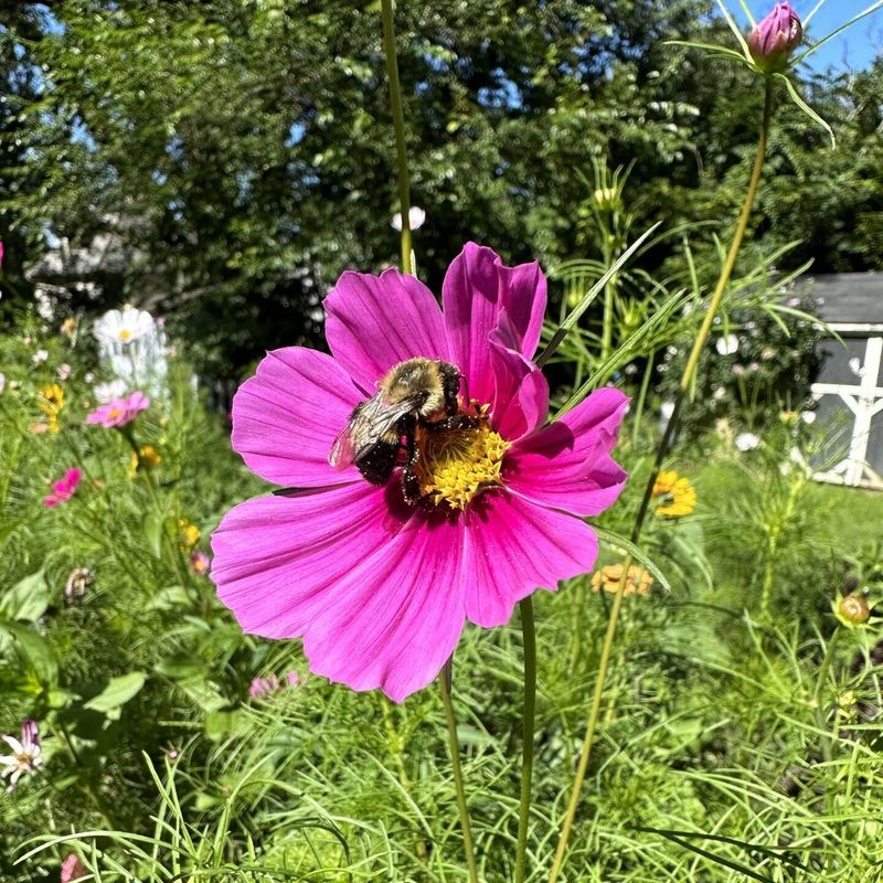 Cosmos