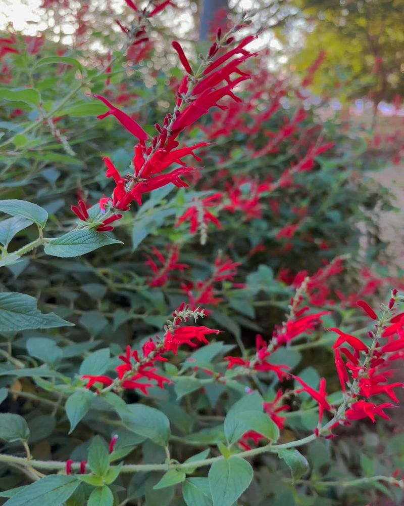 Pineapple Sage