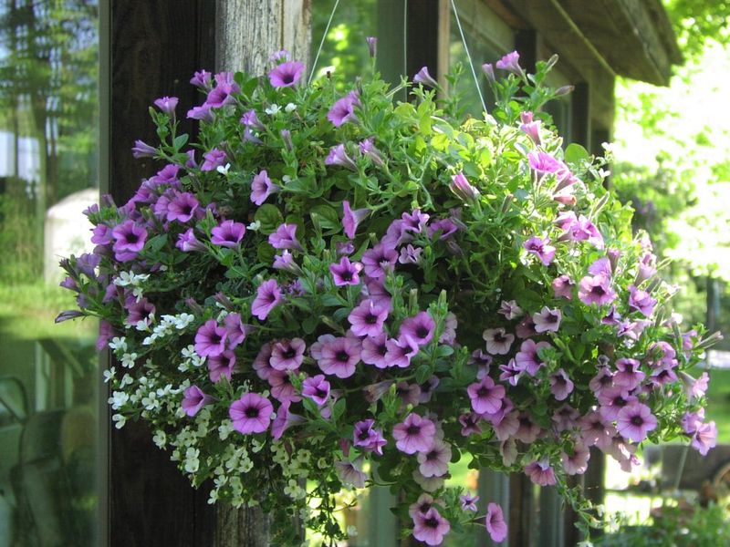 Petunias: Colorful Pest Deterrents