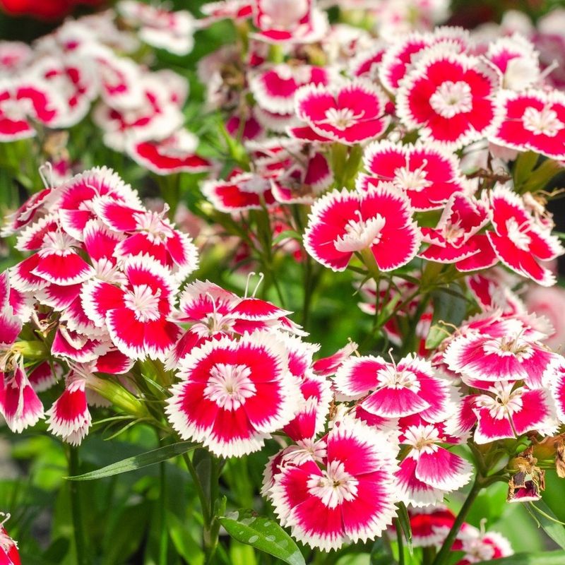 Dianthus: The Spicy Carnation Cousin