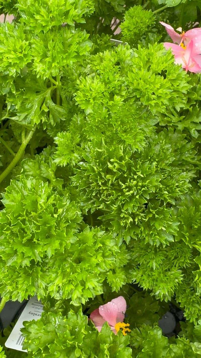 Parsley