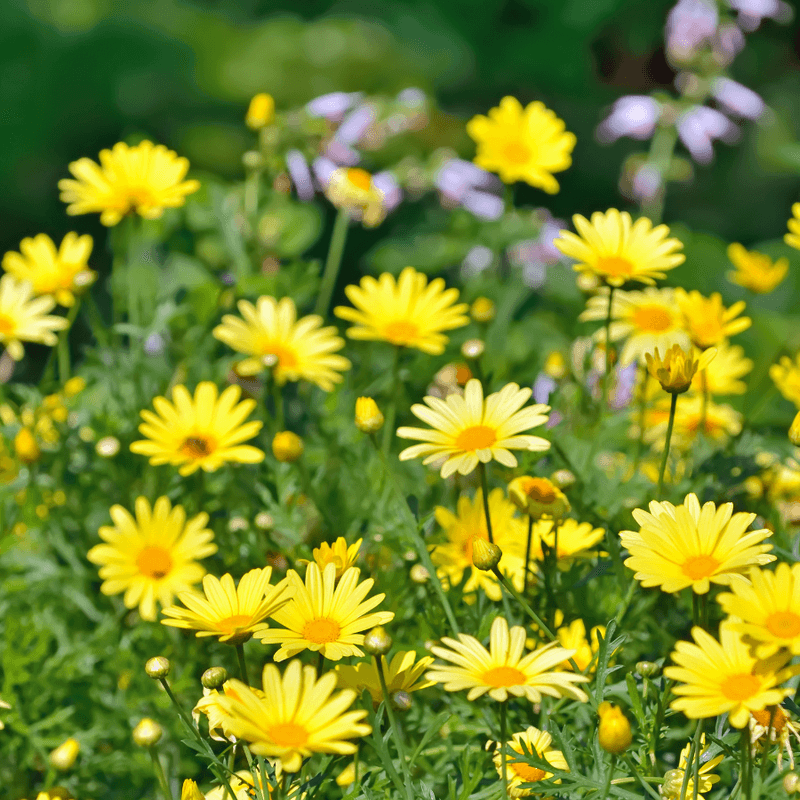 Chamomile's Healing Presence