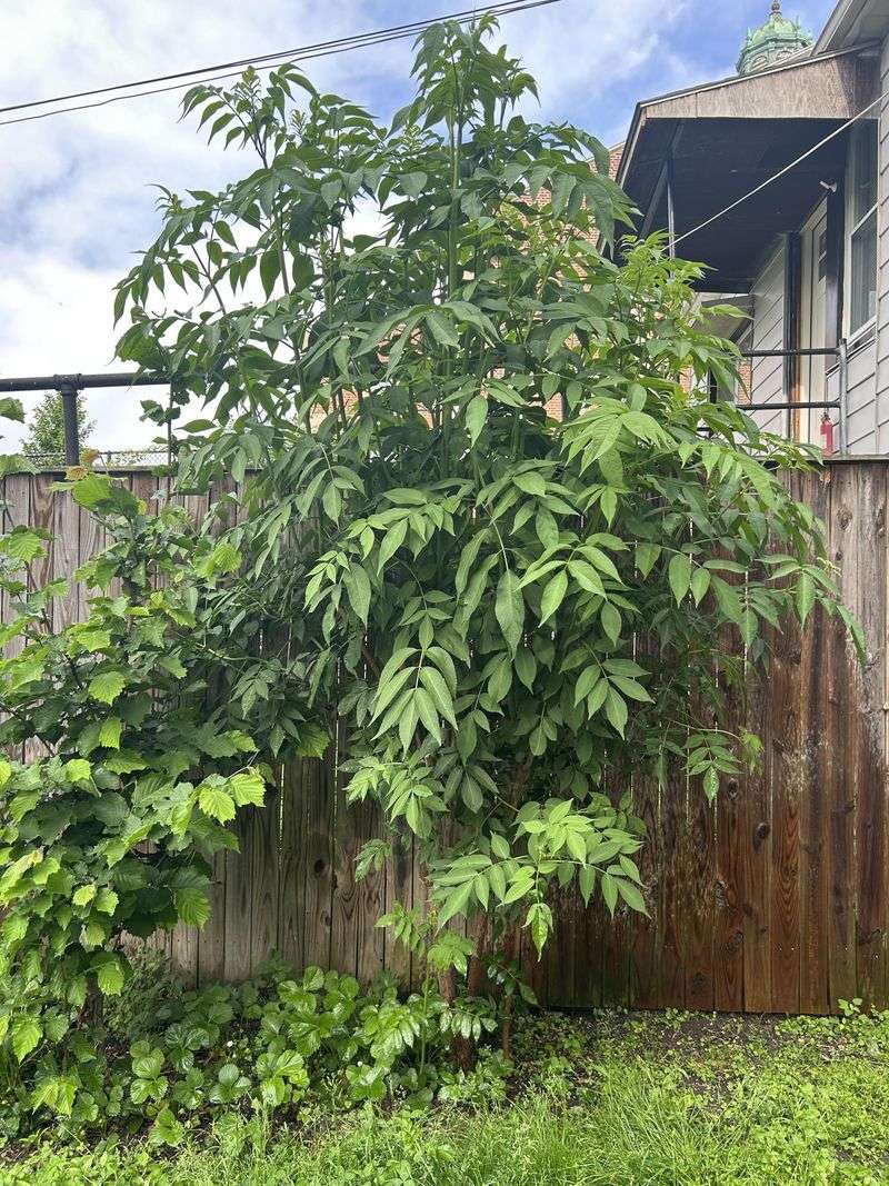Elderberry