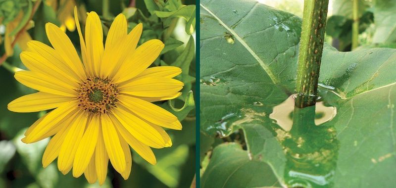 Cup Plant (Silphium perfoliatum)
