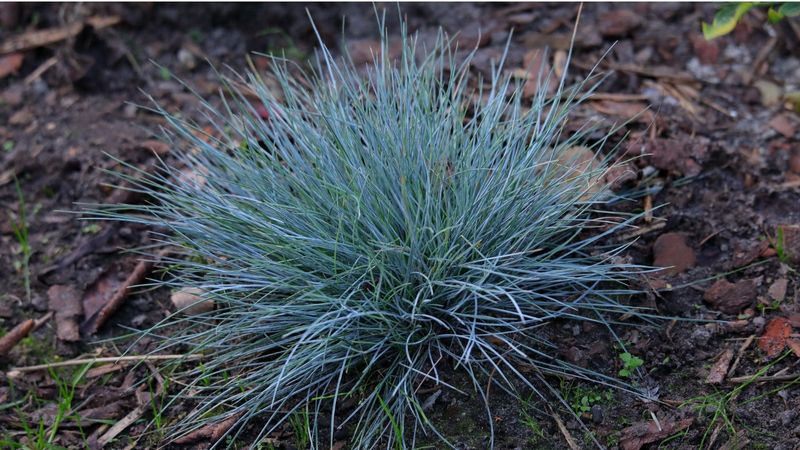 Blue Fescue Grass