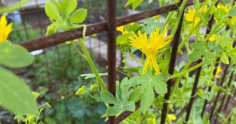 Canary Creeper