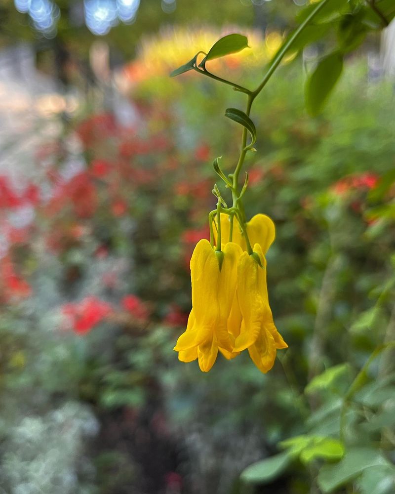 Yellow Bleeding Heart Vine