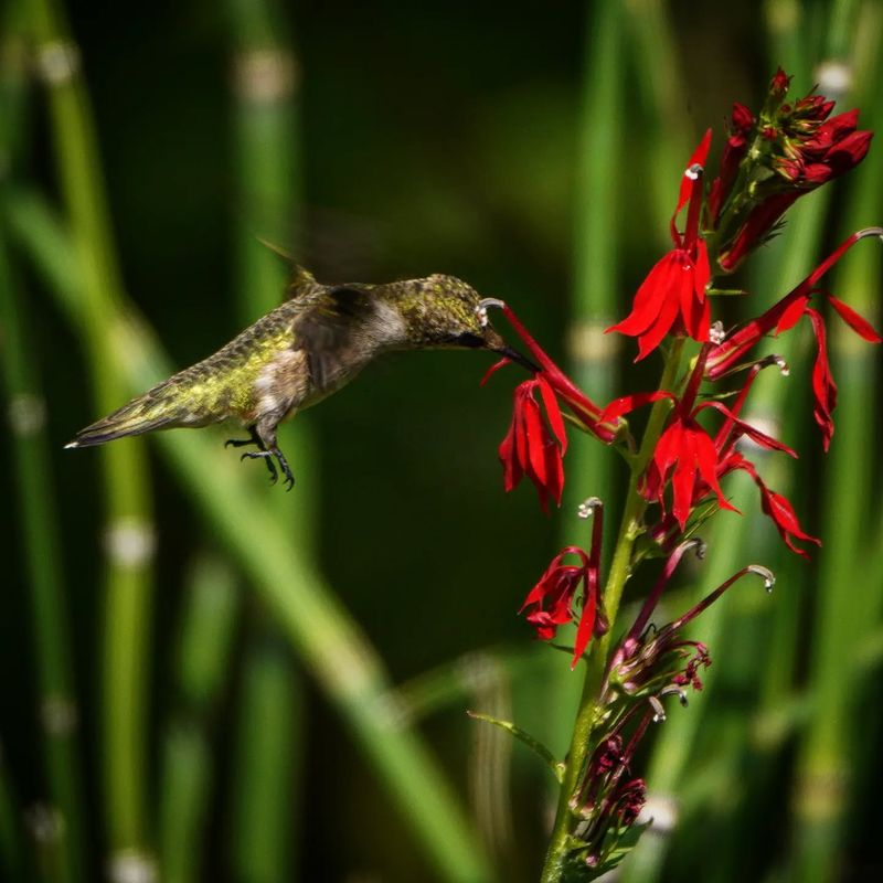 Cardinal Flower (Lobelia cardinalis)