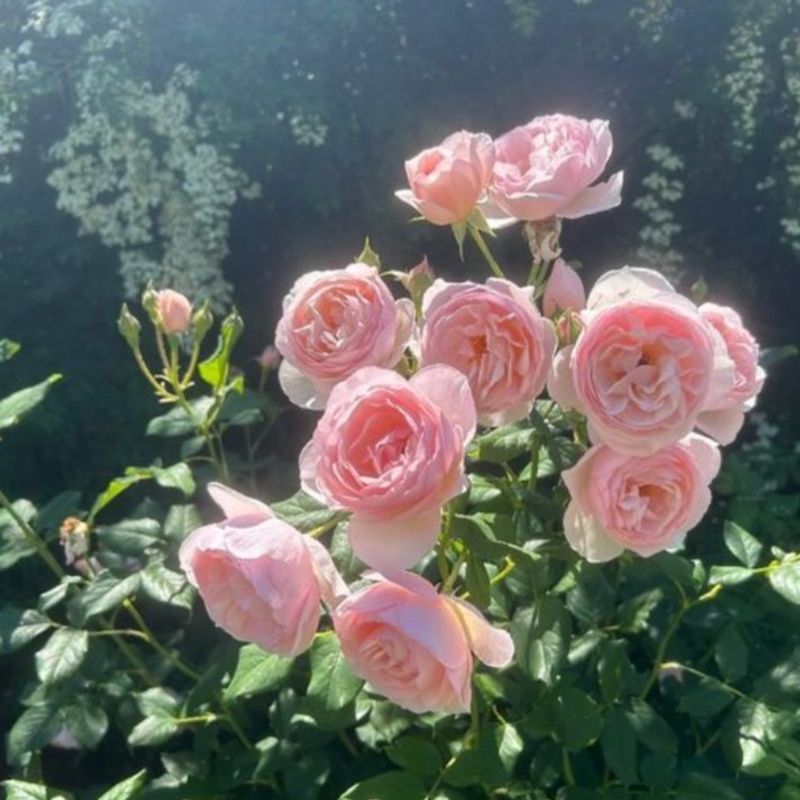 Keep Detailed Garden Records