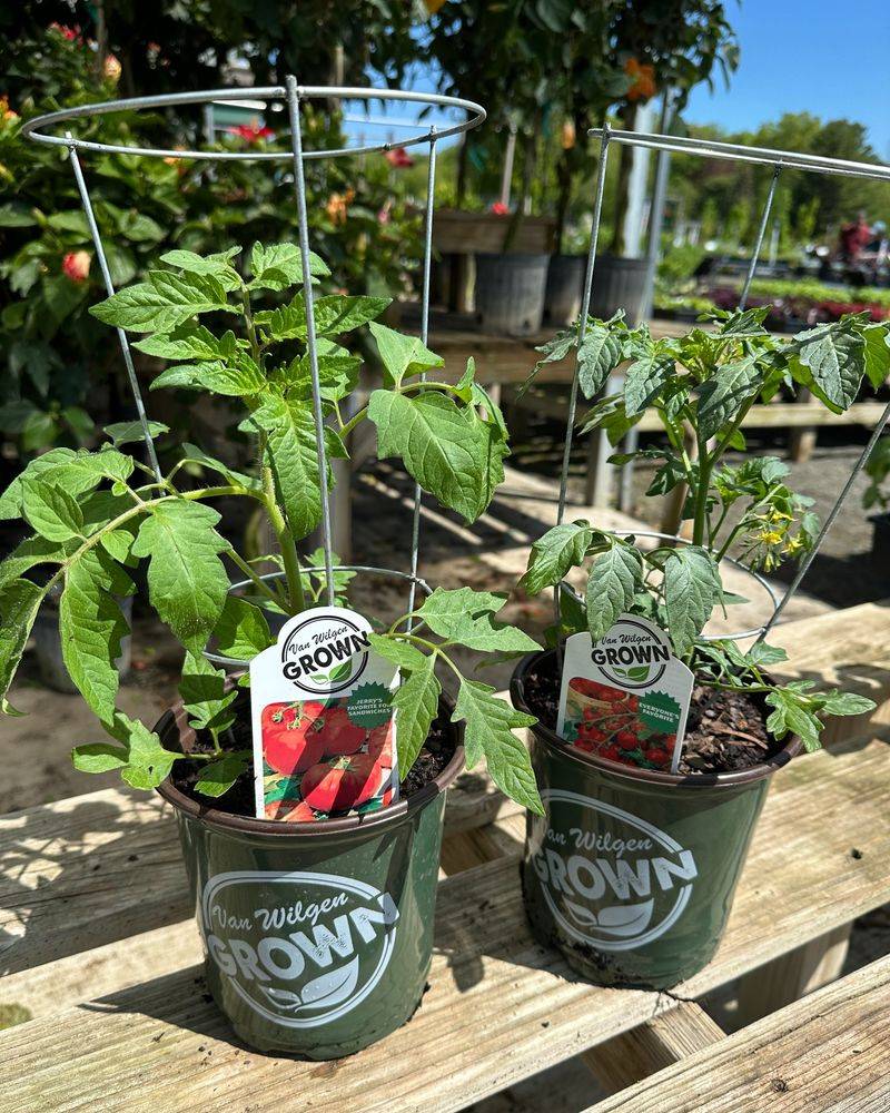 Start With Established Seedlings