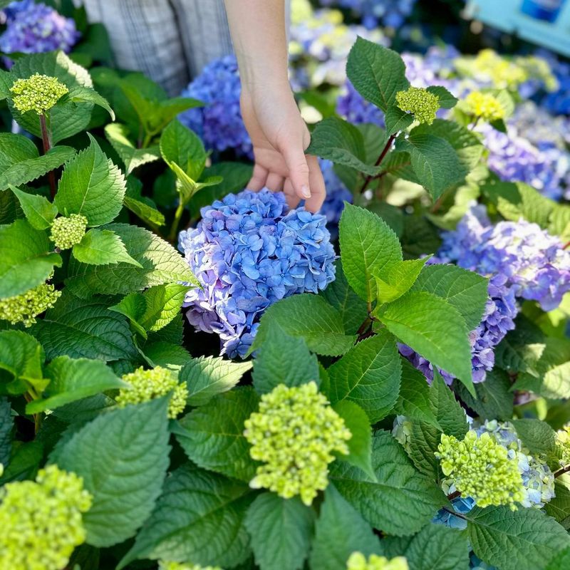 Mix Different Hydrangea Types