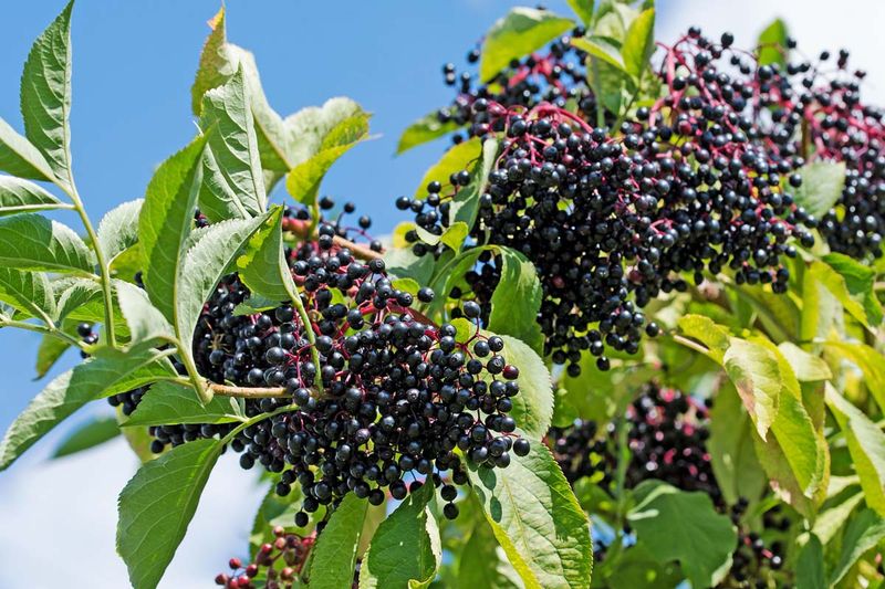 Find The Perfect Planting Location