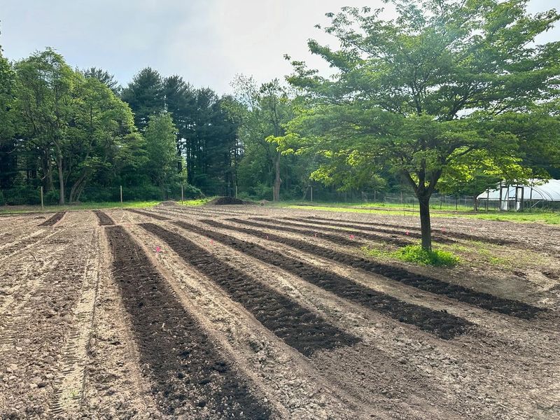 Prepare Your Soil Thoroughly