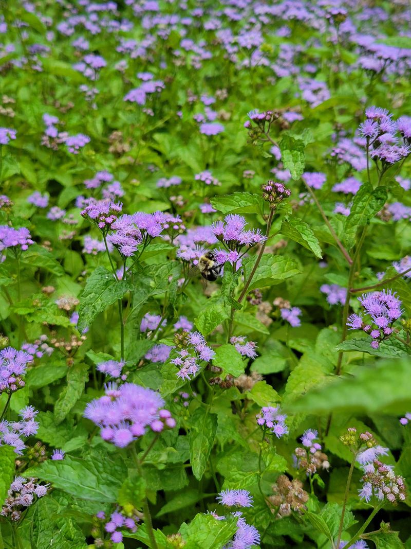 Prepare Soil Properly Before Planting